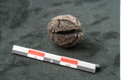 Foto (Seitenansicht) von Pleioclinis couchmani F.V. Mueller (NHMW-GEO-2024-0188-10466)